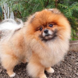 Dog Photo
