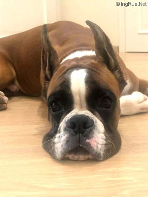 Dog Photo