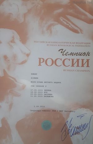 Dog Photo