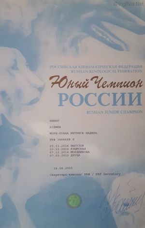 Dog Photo