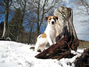 Dog Photo