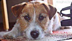 Dog Photo