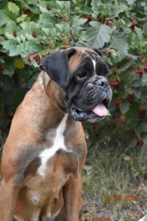 Dog Photo