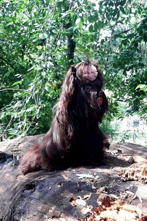 Dog Photo