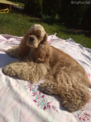Dog Photo