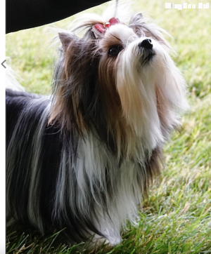 Dog Photo