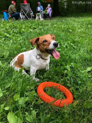 Dog Photo