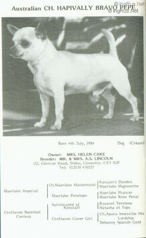 Dog Photo