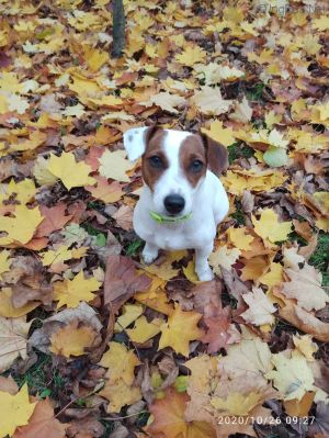 Dog Photo