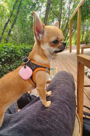 Dog Photo