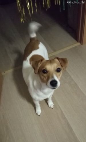 Dog Photo