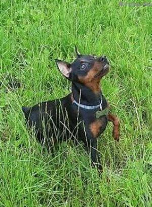 Dog Photo
