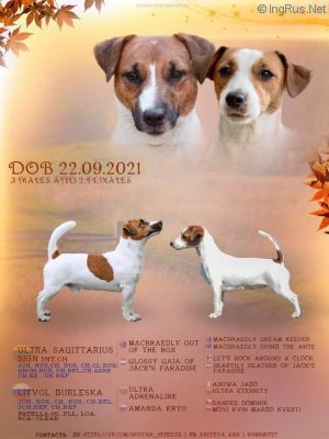 Dog Photo
