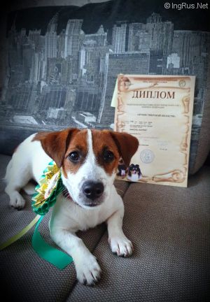 Dog Photo