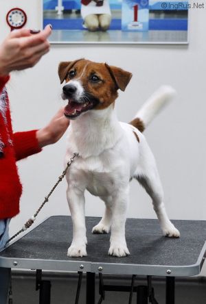 Dog Photo