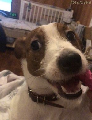 Dog Photo