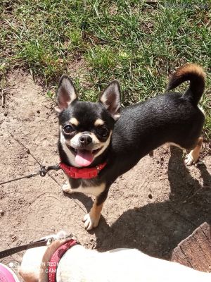 Dog Photo
