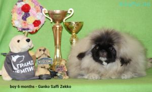 Dog Photo