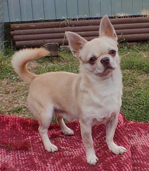 Dog Photo