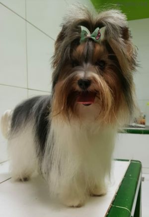 Dog Photo