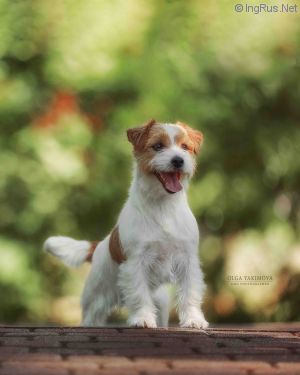 Dog Photo