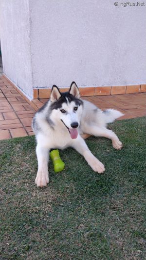 Dog Photo