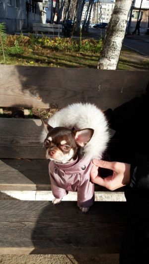 Dog Photo
