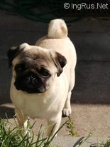 Dog Photo