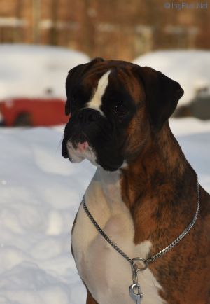 Dog Photo