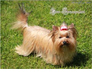 Dog Photo