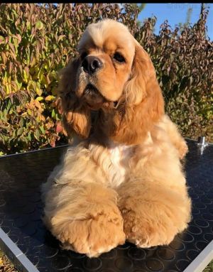 Dog Photo