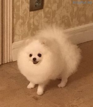 Dog Photo