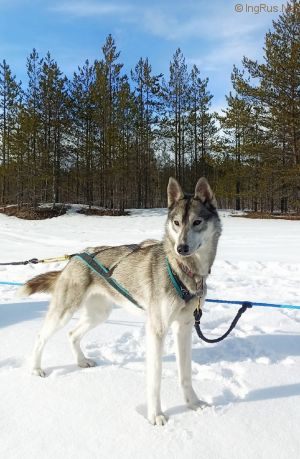 Dog Photo