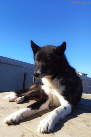 Dog Photo