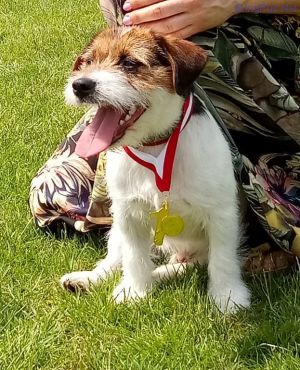 Dog Photo