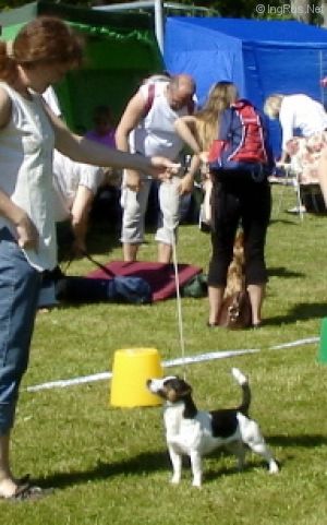 Dog Photo