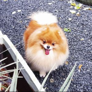Dog Photo
