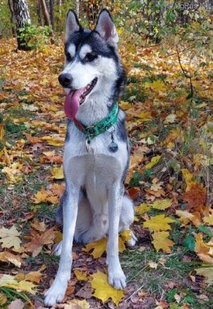 Dog Photo