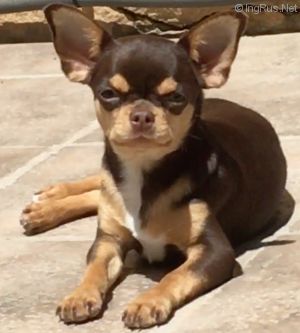 Dog Photo
