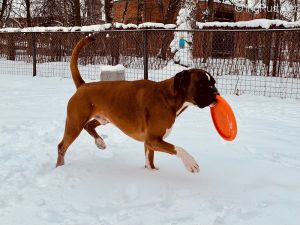 Dog Photo