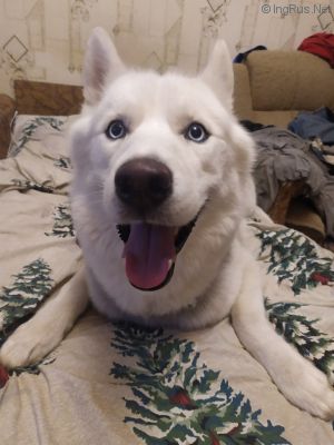 Dog Photo
