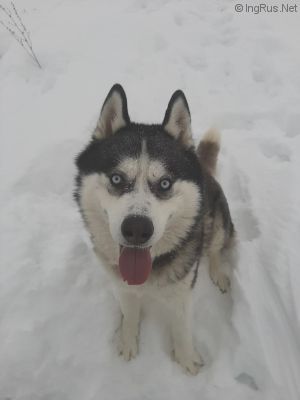 Dog Photo