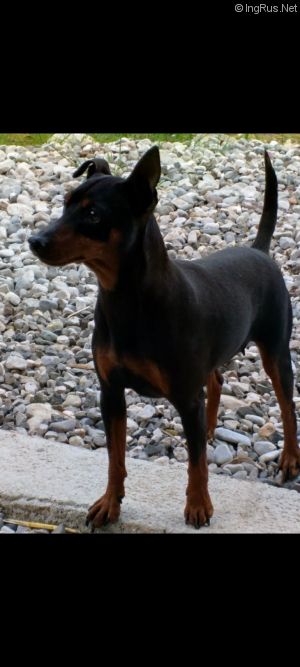 Dog Photo