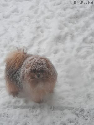 Dog Photo