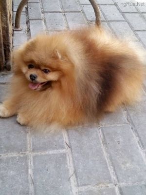 Dog Photo