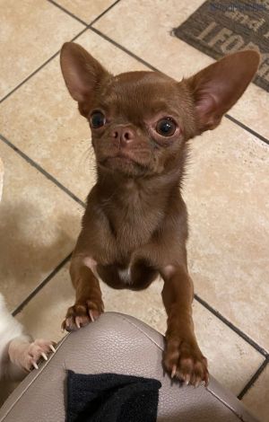 Dog Photo