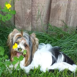 Dog Photo