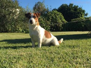 Dog Photo