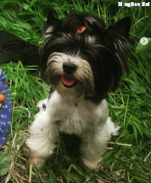 Dog Photo