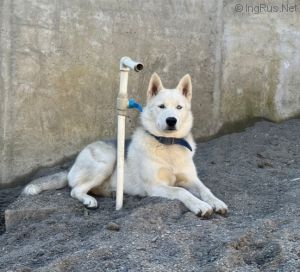 Dog Photo
